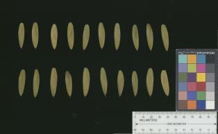 SEED